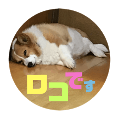 わたしのロコちゃん
