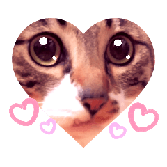 平凡にゃんこ～