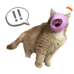 マリー レンカイ