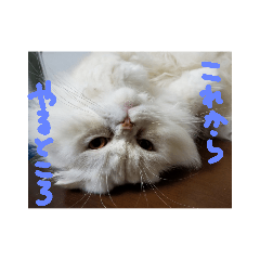 まったりにゃん