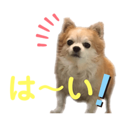 まんまるチョコたん