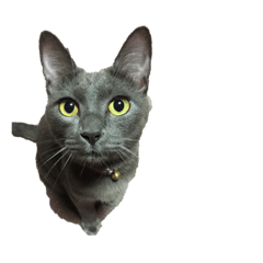 どうぶつしりーず！