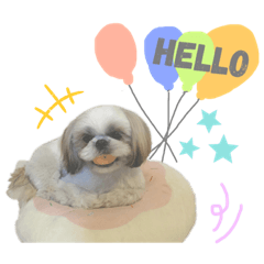 シーズー小夏小雪