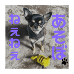 くろチワワのニコ