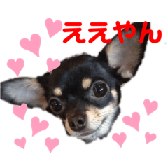 チワワ・チワックス大家族①