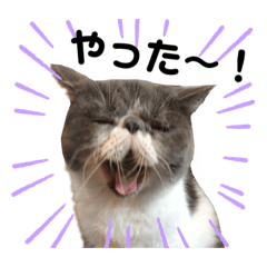 猫アパにゃんずスタンプ