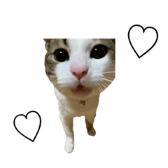 世界一のにゃんこ ジルくん