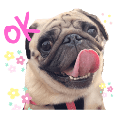 ぱぐのこたろう