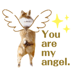 for Sheltie lovers 3