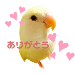 コザクラインコのプリンちゃん