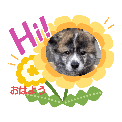 可愛い秋田犬