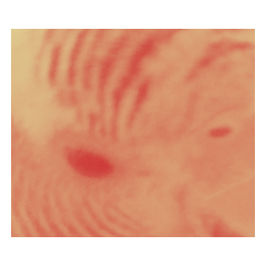 みどりのズボンのインコ〈実写化〉