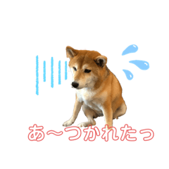 毎日使えるスタンプ　柚子八朔