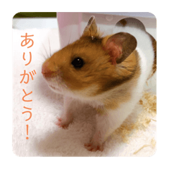 ゴルハムぷりんくん