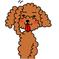 トイプードルのカッチャン