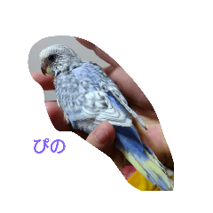 家で産まれた《ぴの》です