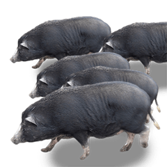 なまいきなブタ達