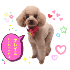 コハクと過ごすスタンプ