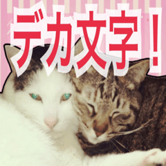 【デカ文字】表情豊かな猫ちゃん達。２