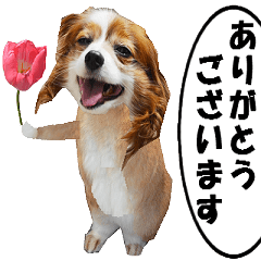 動く、実写のウサギイヌ-3