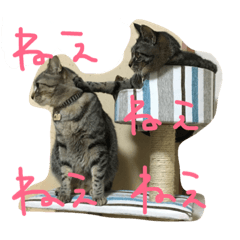 ごましおスタンプ＆赤飯