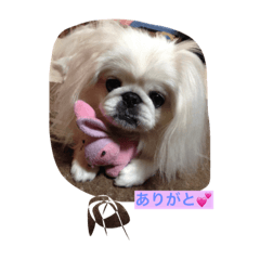 我が家のペキニーズ✨