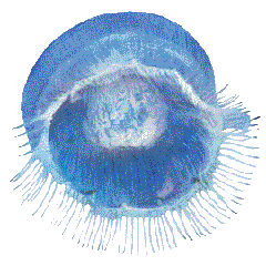 自然の生き物 ”水”