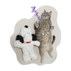 我が家のねこちゃーん達