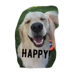 ゴールデンレトリバー あき