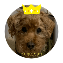 かわいい　こりさん