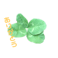 幸せになる四葉のクローバー