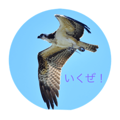 猛禽スタンプBird of prey