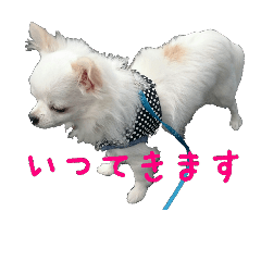 チワワのれおくん