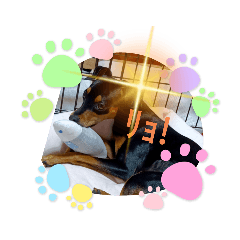 キャワンコスタンプ