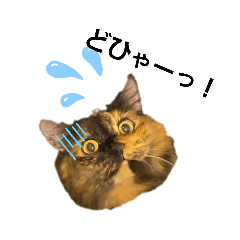 ねこのきもち　　　　　Cat's daily life