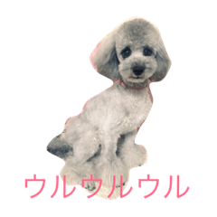 トイプードル ポンちゃん&メロディーちゃん