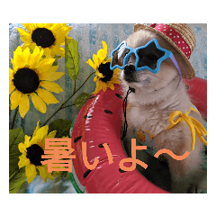 ポメラニアンせいあの楽しいイベント