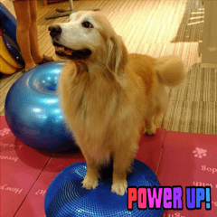 ゴールデンレトリバー・アンジェ