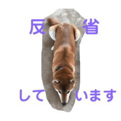 愛犬イチ