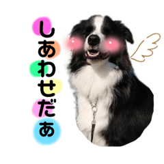 ボーダーコリー『レオ』