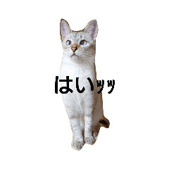 アニマルハート大阪