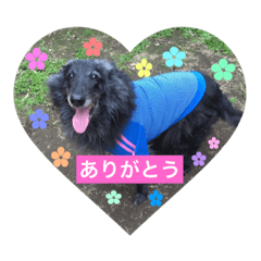 ベルジアンシェパードとゴールデン