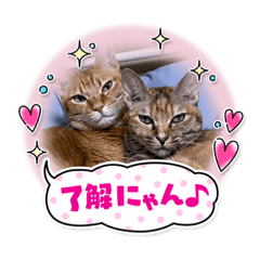 ミィ、チビ、シャシャ