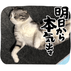 とらにゃスタンプ