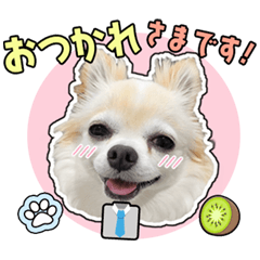 チワワのKiwiくん　お仕事編
