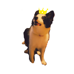 我が家のアリー