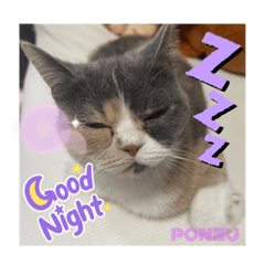 ちっちゃいものかぞく