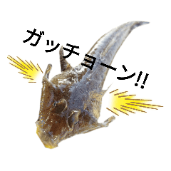 さかな　さかな　さかな