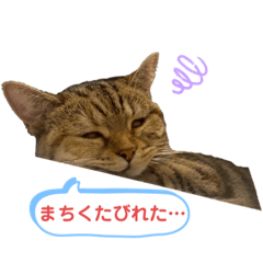 あずきちゃんのまいにち