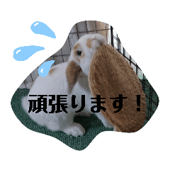 うさきのlilyもふもふスタンプ パート2